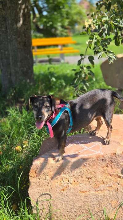 Hundetreffen-Gassi Runden oder Hundeplatz besuche-Bild