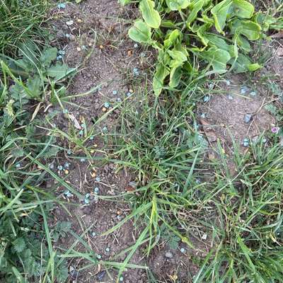 Giftköder-Vermutlich Blaukorn-Bild