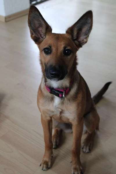 Deutsche Schäferhunde, Belgische Schäferhunde.-Beitrag-Bild