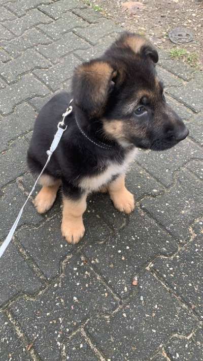 Welpen Bilder !-Beitrag-Bild