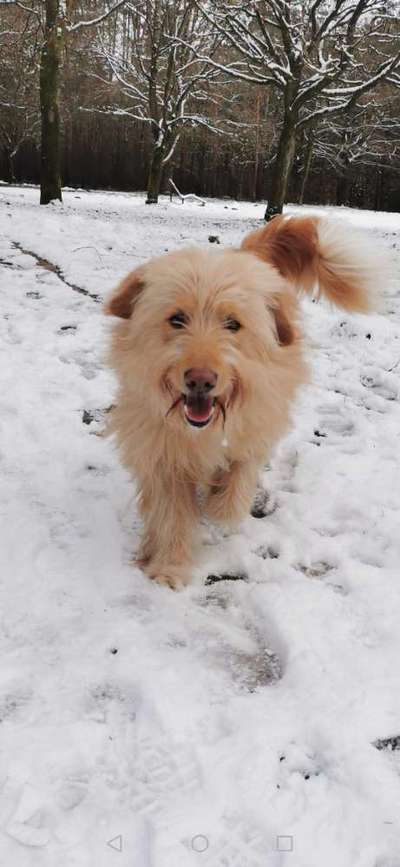 Dogorama Photo Challenge - Winterstimmung-Beitrag-Bild