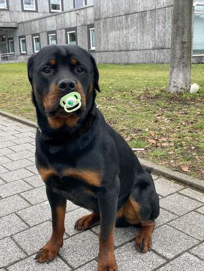 Die Dogorama Kalender Challenge Titelbild-Beitrag-Bild