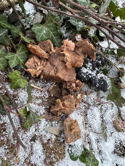 Giftköder-Fleischreste, Giftköder?-Bild