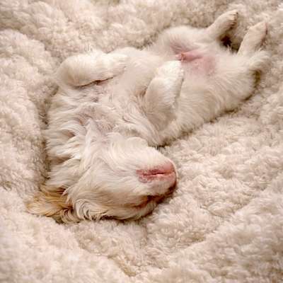 Hundetreffen-Welpen Spielgruppe bis 5 kg-Bild