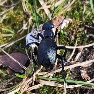 Giftköder-Ölkäfer-Bild