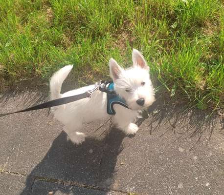 Die Dogorama Wochen Challenge-Beitrag-Bild