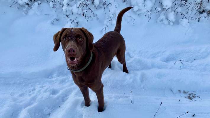 Hundetreffen-Gassi Runden / Spieletreffen Garmisch-Partenkirchen-Bild