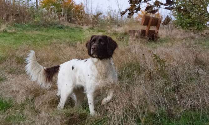 Kleiner Münsterländer!-Beitrag-Bild