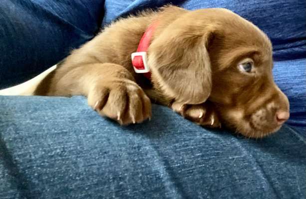 Welpenfotos-Beitrag-Bild