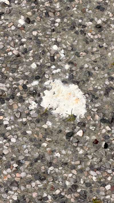 Giftköder-Weißes Zeug Gehweg-Bild