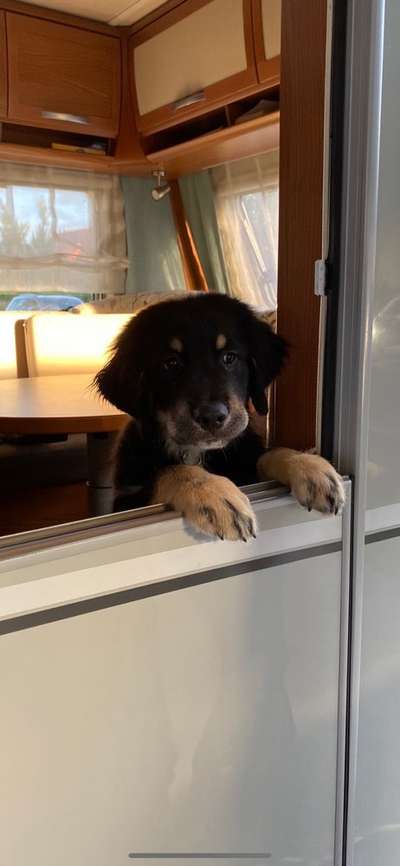 Hunde im Urlaub-Beitrag-Bild