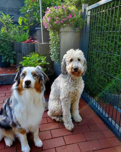 Goldendoodle-Beitrag-Bild