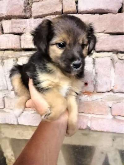 Welpen Bilder !-Beitrag-Bild