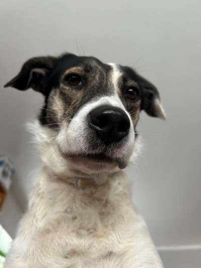 Dogorama Photo Challenge - Details Ganz nah-Beitrag-Bild