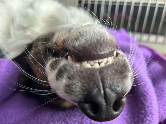 Jack Russell Terrier-Beitrag-Bild