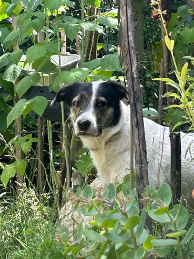 Jack Russell Terrier-Beitrag-Bild