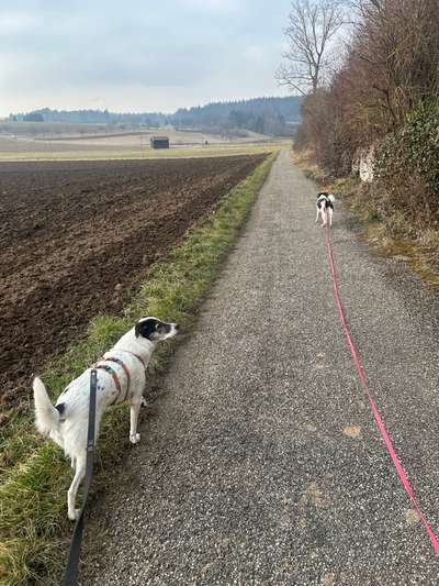 TierschutzhundeStammtisch🐕-Beitrag-Bild