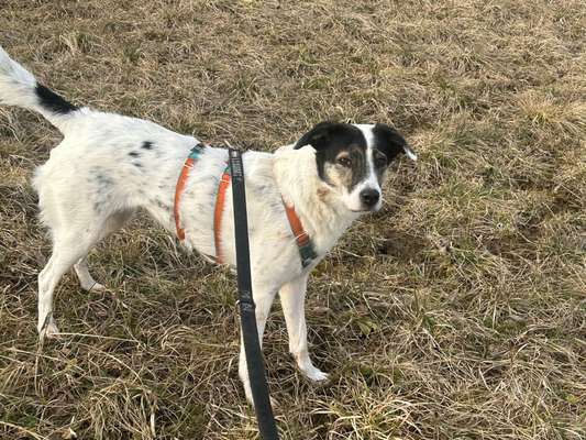 TierschutzhundeStammtisch🐕-Beitrag-Bild