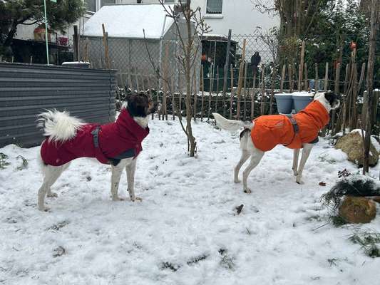 Hundekleidung - Top oder Flop-Beitrag-Bild