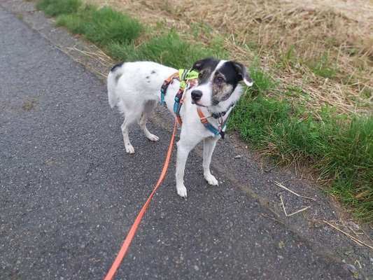 Englisch Pointer Mischlinge 🐶🐾-Beitrag-Bild