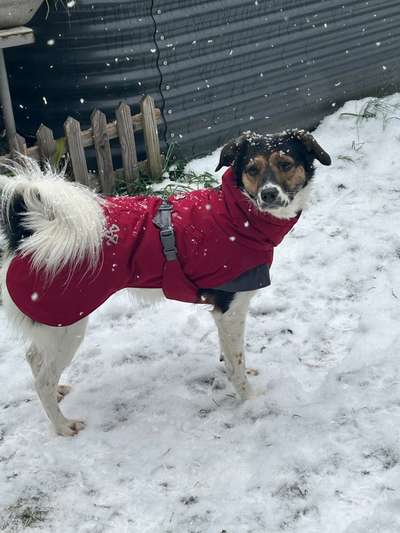 Foto Challenge Nr.: 114
Hunde im Schnee-Beitrag-Bild