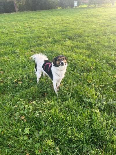 Kleiner Münsterländer!-Beitrag-Bild