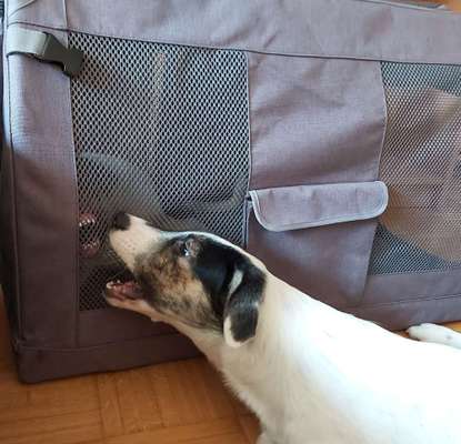 Fotochallenge Nr. 47 - Zeigt die Zähne-Beitrag-Bild