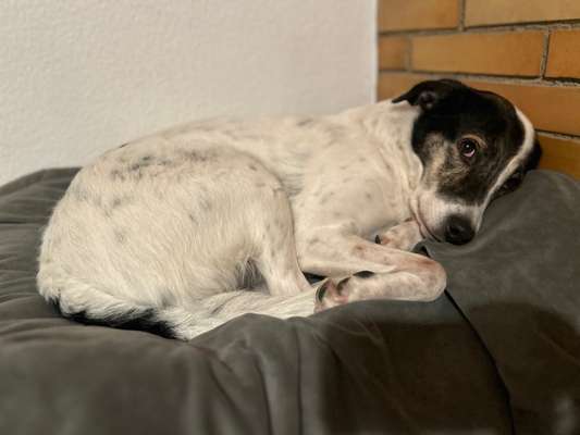 TierschutzhundeStammtisch🐕-Beitrag-Bild