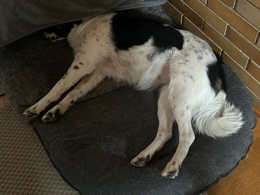 TierschutzhundeStammtisch🐕-Beitrag-Bild