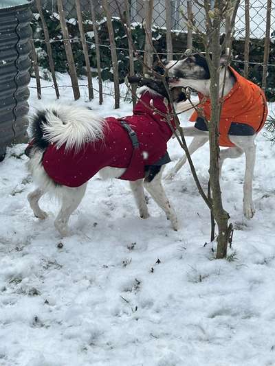 Hundekleidung - Top oder Flop-Beitrag-Bild