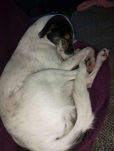 Dogorama Photo Challenge - Zeit ins Bett zu gehen-Beitrag-Bild