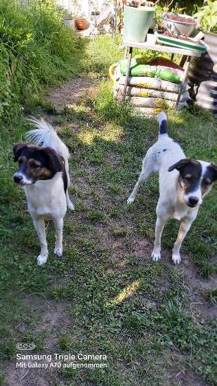 Tierschutzhund ist meine Lieblingsrasse-Beitrag-Bild