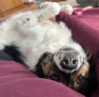 Dogorama Photo Challenge - Details Ganz nah-Beitrag-Bild