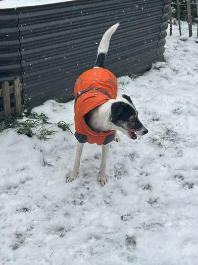 Foto Challenge Nr.: 114
Hunde im Schnee-Beitrag-Bild