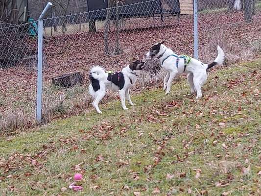 Kleiner Münsterländer!-Beitrag-Bild