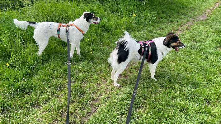 Mehrhundehalter!-Beitrag-Bild