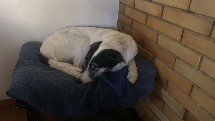 42. Collage Challenge - Ruheplatz-Beitrag-Bild