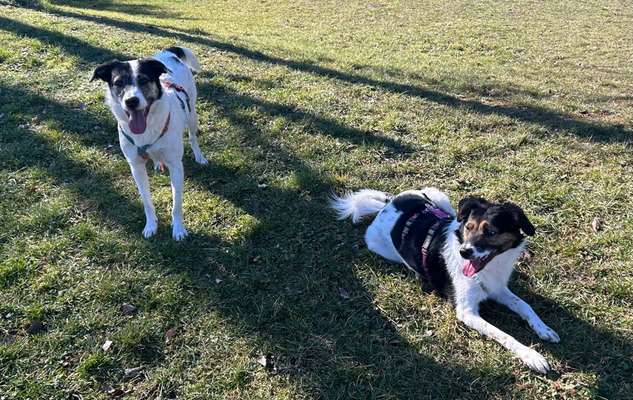 Jack Russell Terrier-Beitrag-Bild