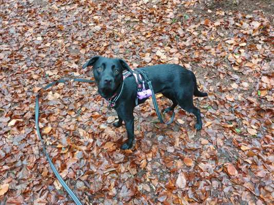 Labradorfans-Beitrag-Bild