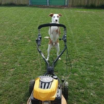 Die Dogorama Kalender Challenge Teil 3/4-Beitrag-Bild