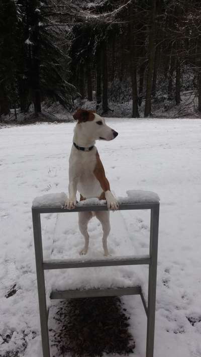 Die Dogorama Kalender Challenge Teil 2/4-Beitrag-Bild