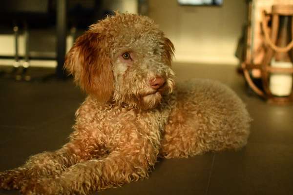 Lagotto Romagnolo Besitzer-Beitrag-Bild