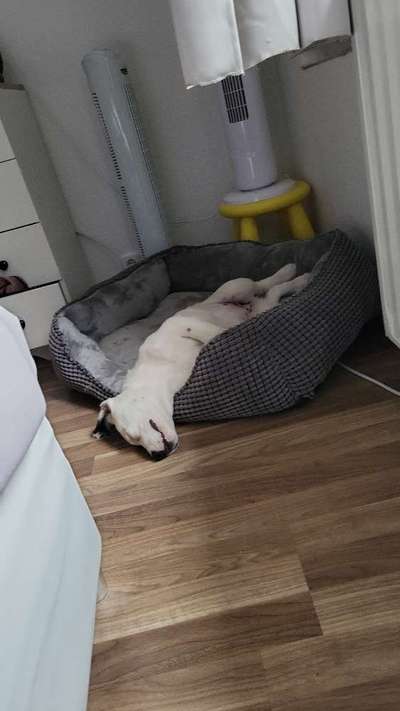 Dogorama Photo Challenge - Hündchen streckt dich-Beitrag-Bild