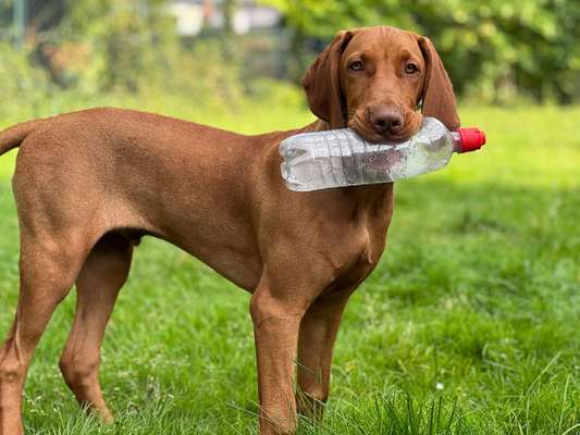 Hundetreffen-Junghund treffen 🐶-Bild