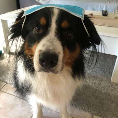 Hundetreffen-Hunderunden-Bild