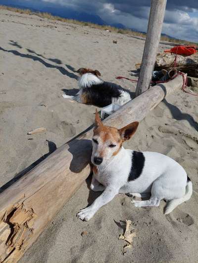 Hundetreffen-Gemeinsame Gassigänge-Bild