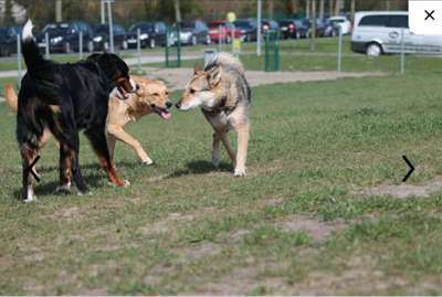 Hundeauslaufgebiet-Hundewiese in Burgsteinfurt-Bild