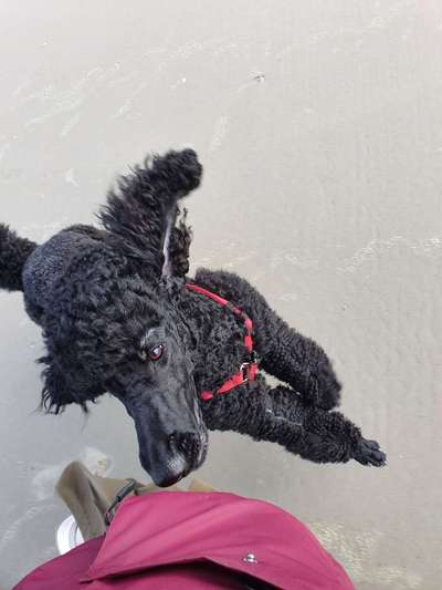 Lustige Bilder-Beitrag-Bild