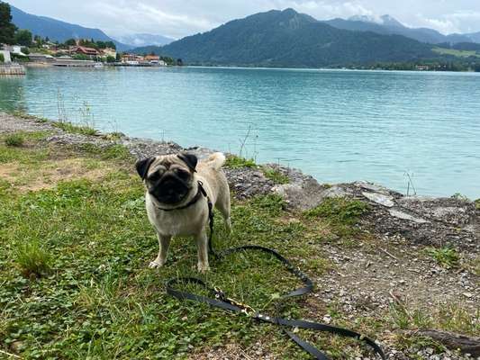Hundetreffen-Gemeinsamer Spaziergang-Bild