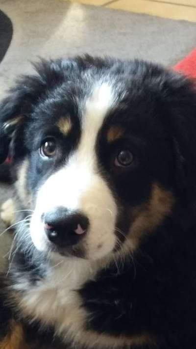 Welpen Bilder !-Beitrag-Bild